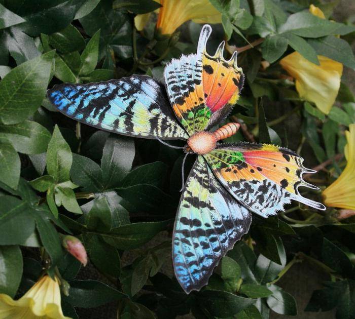 Самые красивые бабочки мира. топ-5 удивительных мотыльков планеты :: syl.ru