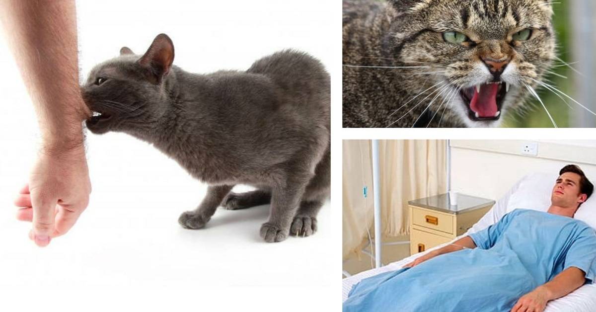 Бешенство у кошек: первые признаки и симптомы, профилактика и лечение