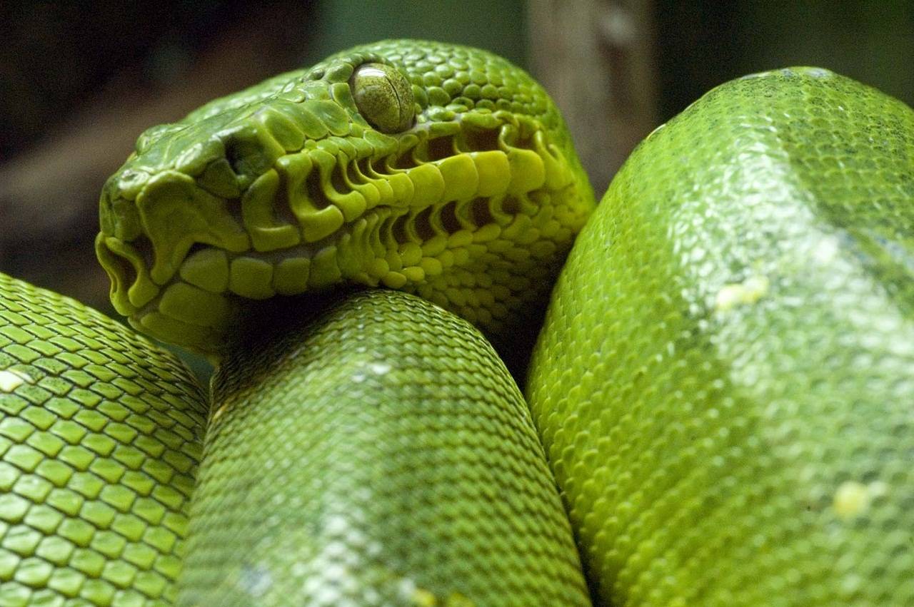 Змея питон: как выглядит, ядовитый он или нет