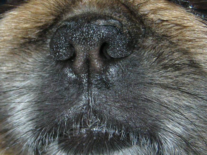 Почему у собак нос становится сухим, горячим: опасные симптомы, первая помощь