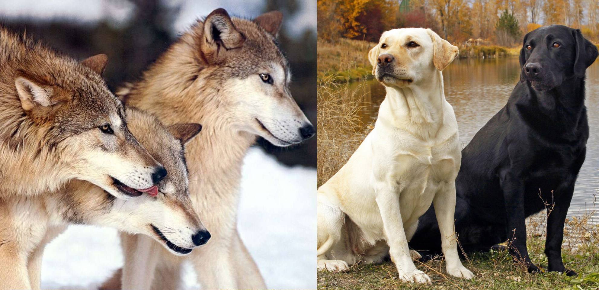 Следы волка и собаки: сравнение на снегу
