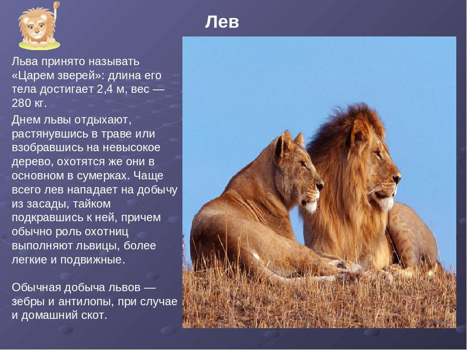 Любопытные факты о львах :: инфониак