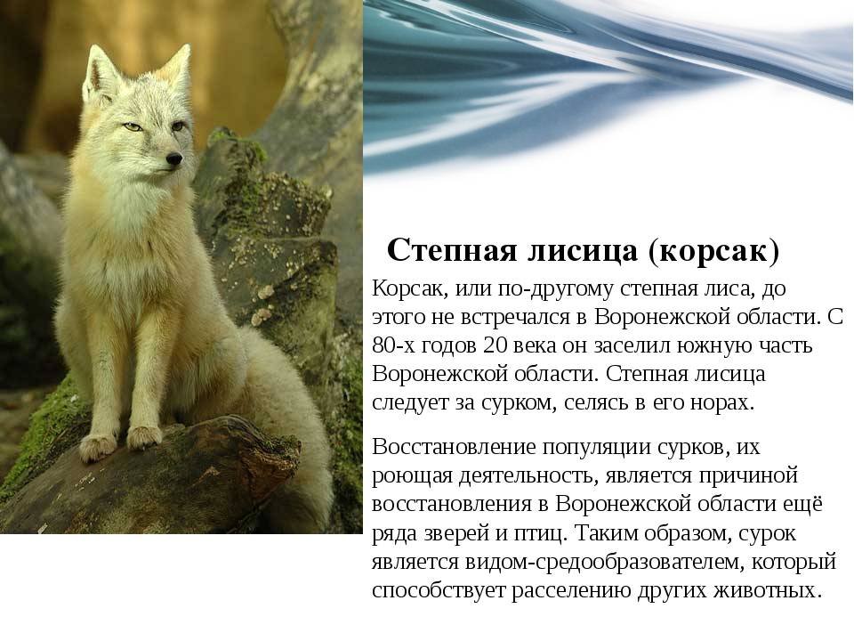 Степная лисица: описание, фото, образ жизни и повадки корсака