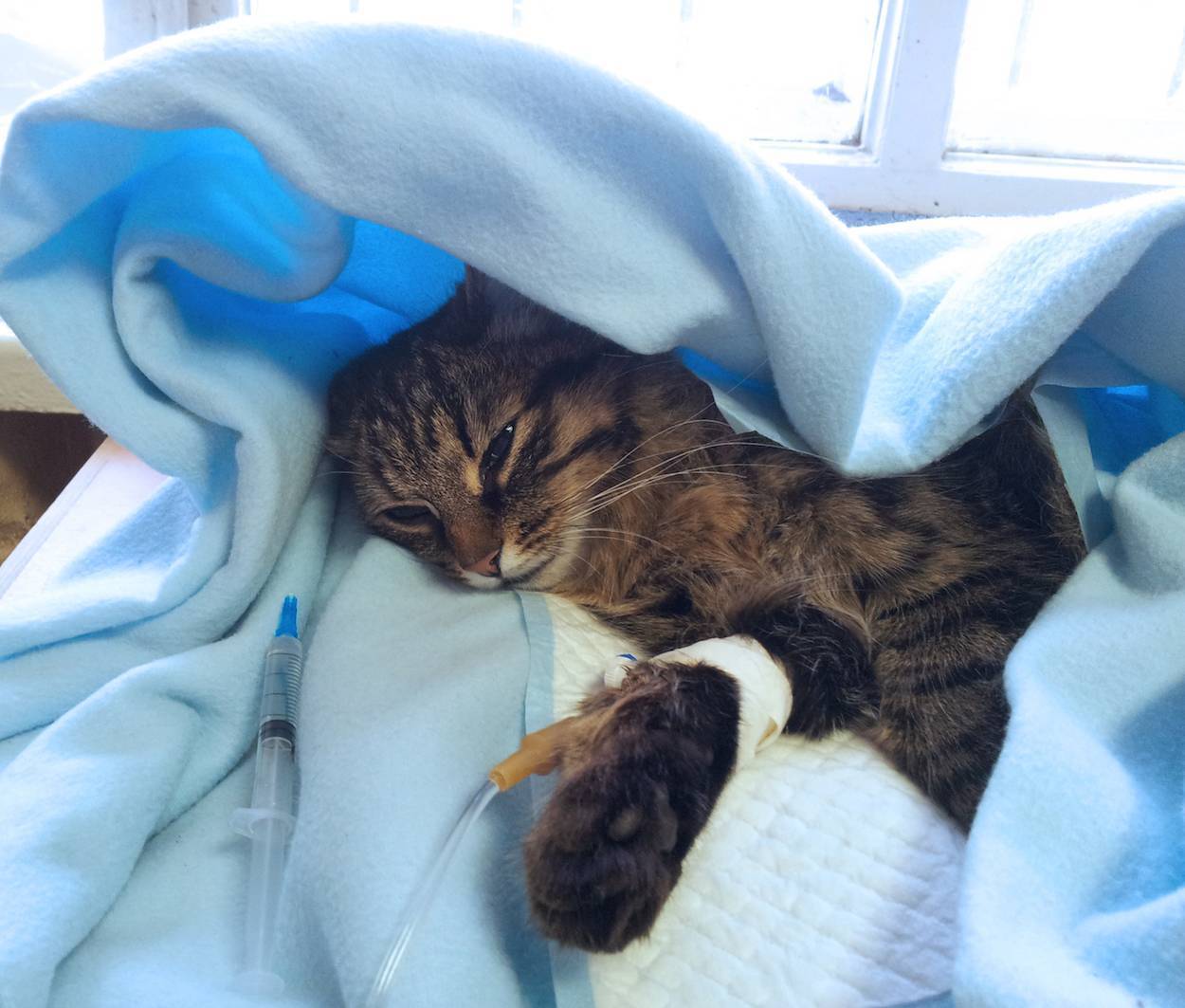 Простуда у кошек лечение и симптомы