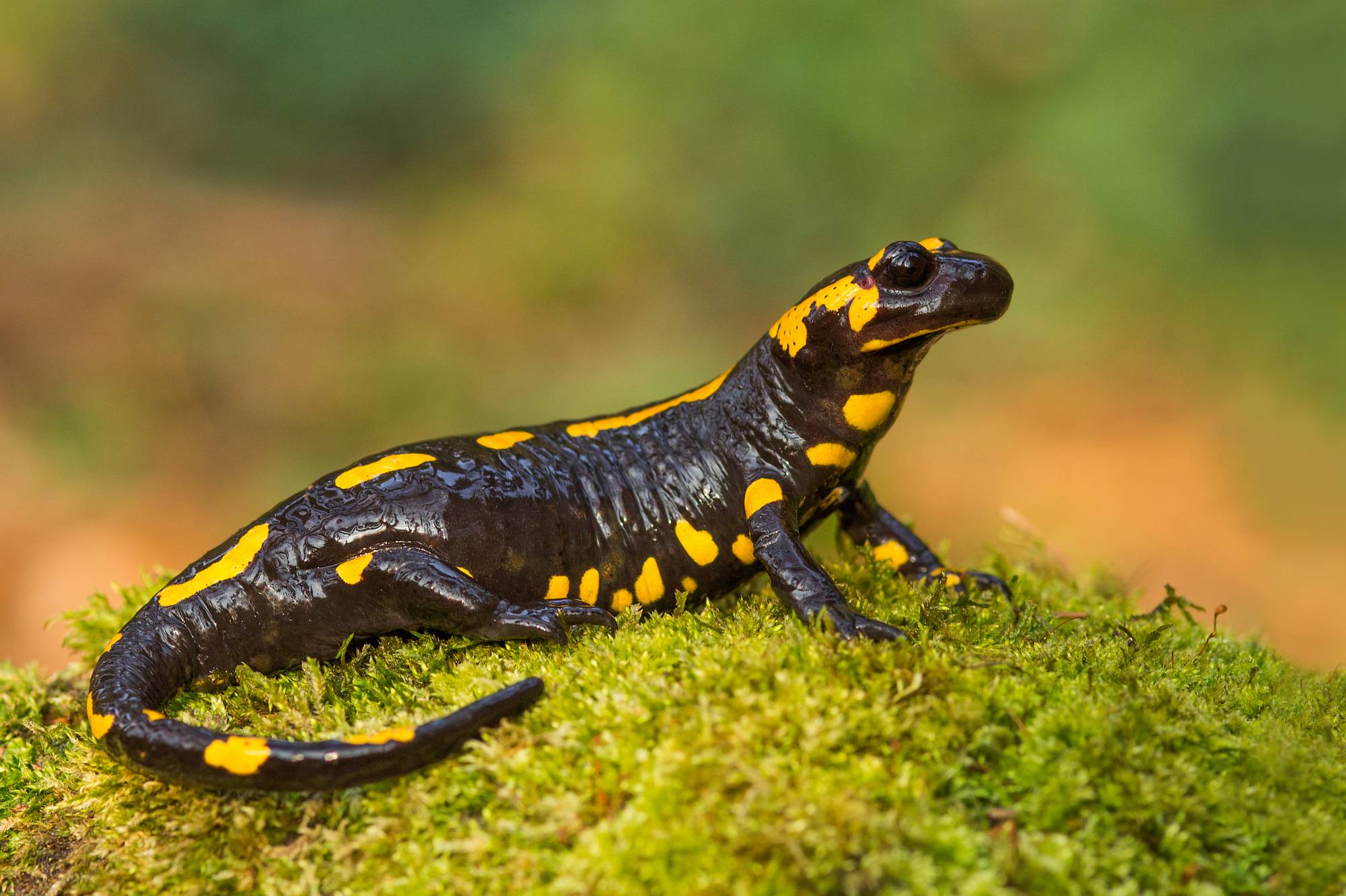 Саламандра животное. образ жизни и среда обитания саламандры | животный мир