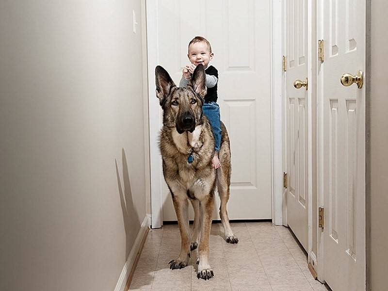 Какую собаку лучше завести для охраны частного дома | все о собаках