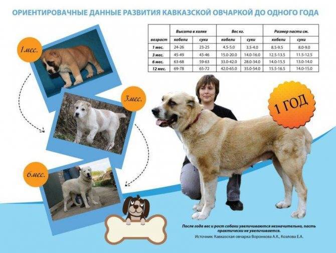 Щенки алабая: фото и описание. вес и рост щенка