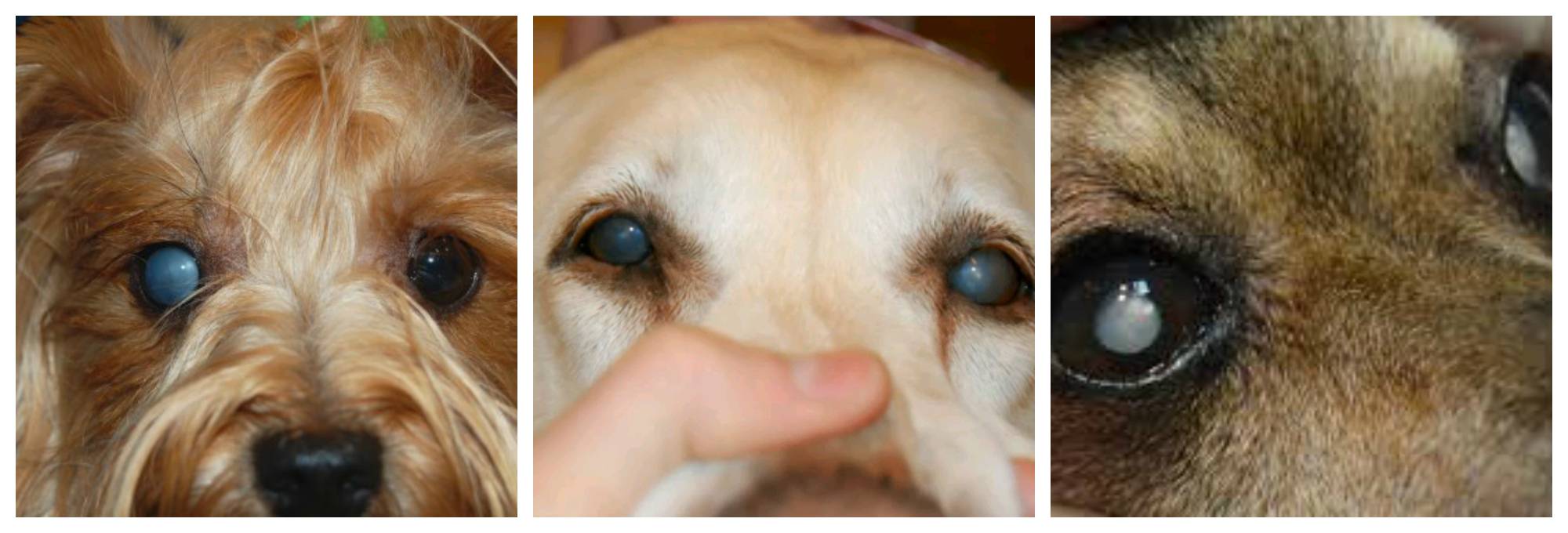 Почему у собаки слезятся глаза: чем промывать, лечение.
