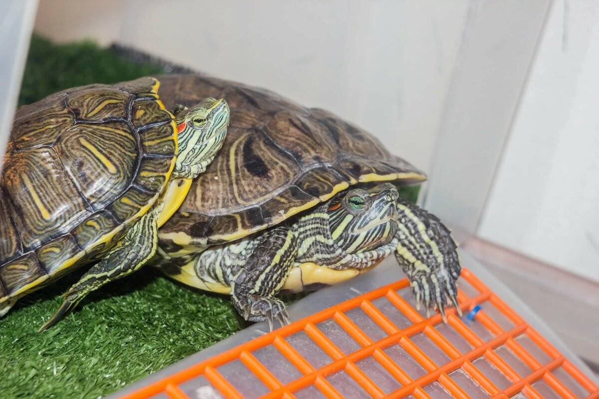 Красноухая черепаха в домашних условиях