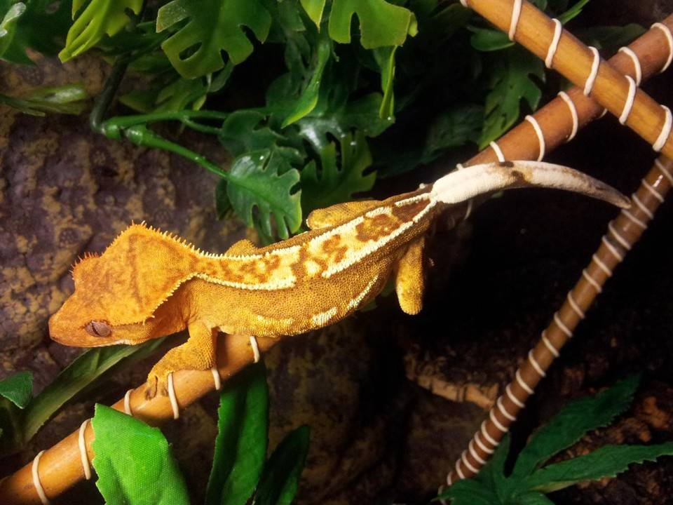 Гигантский геккон-бананоед: ящерица-шарпей с противоположенной точки земли
