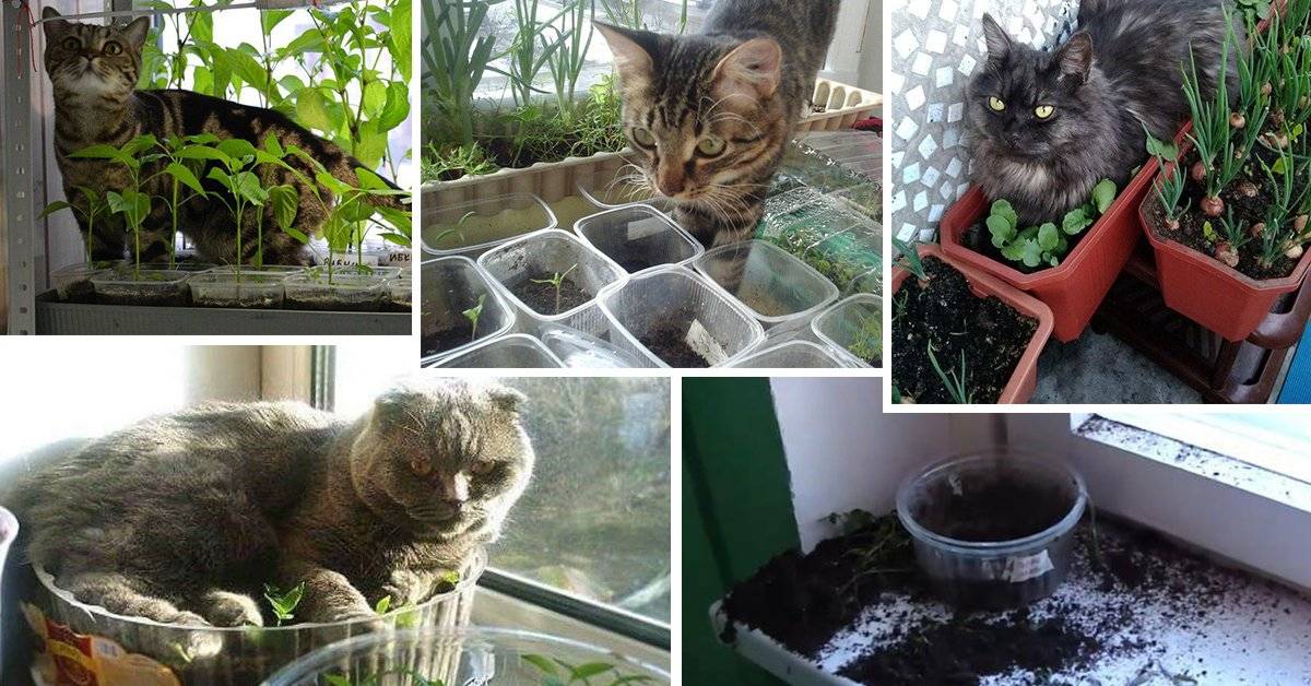 Как защитить цветы от кота, методы, безопасные для кошек и для растений