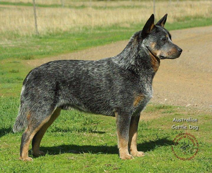 Собака австралийская пастушья. австралийский хилер. описание породы