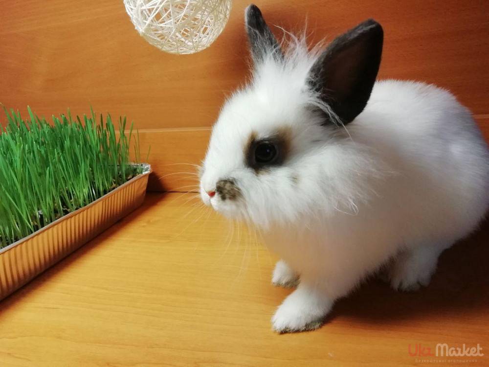 Самые лучшие кролики — 20 пород с названием и фото