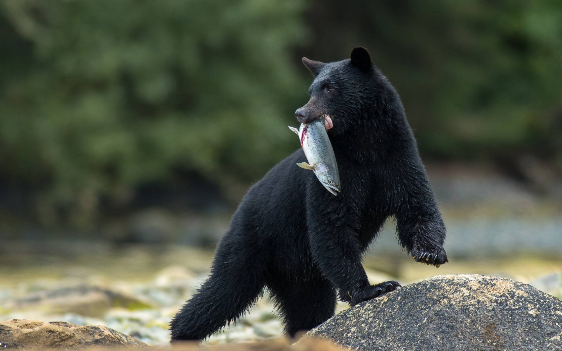 Барибал медведь. образ жизни и среда обитания медведя барибала