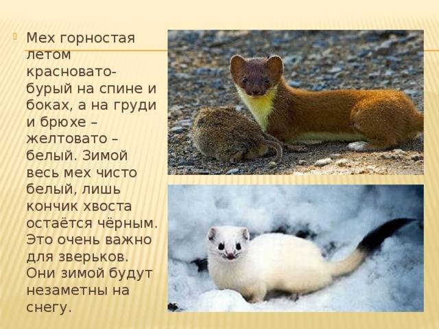 Семейство куньих: представители и их описание (фото) :: syl.ru