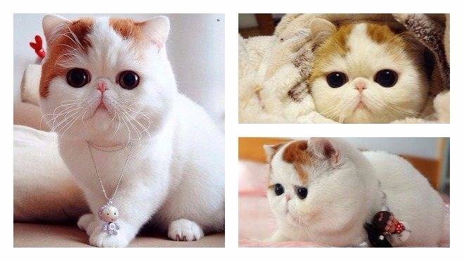 Коты снупи (24 фото): благодаря чему стали популярными кошки этой породы? описание характера и особенности содержания экзотической японской кошки