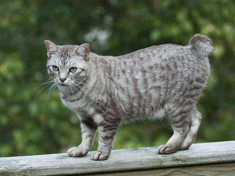 Порода кошек карельский бобтейл