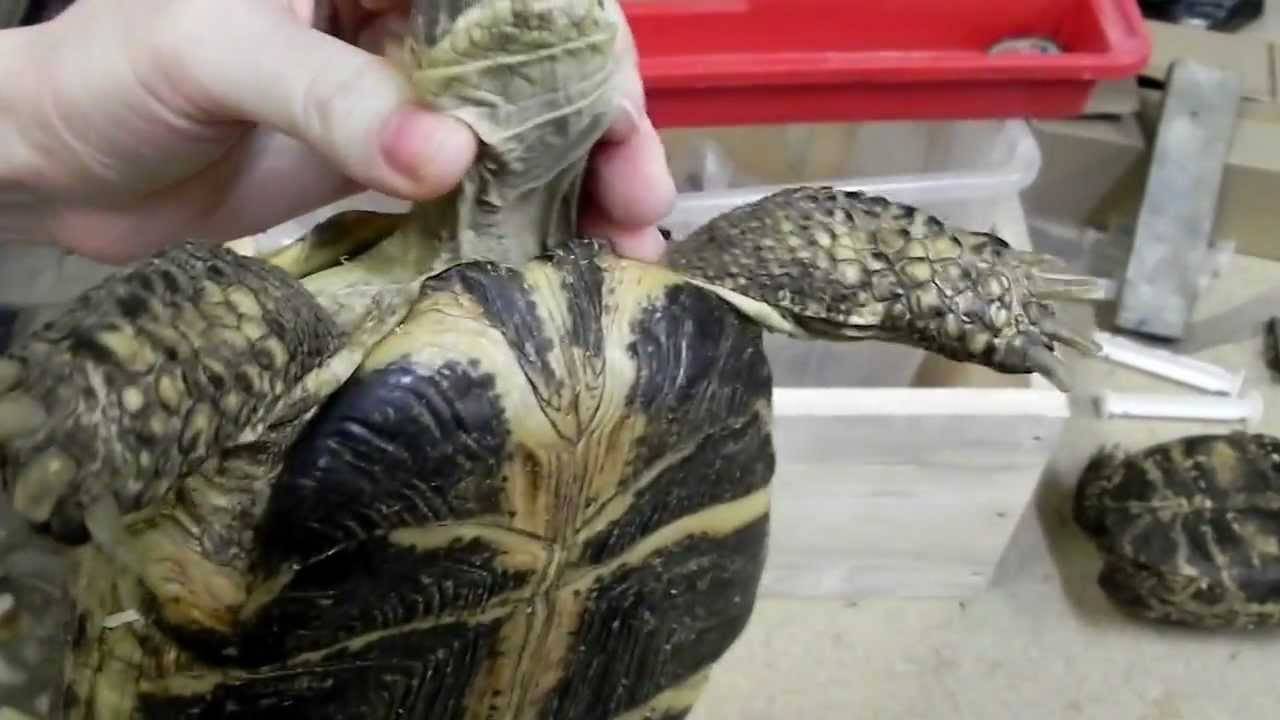 Как заставить черепаху открыть рот. ужасный рот кожистой черепахи
