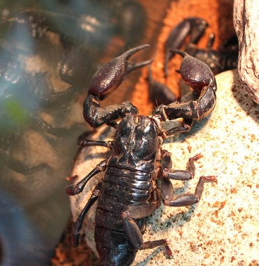 Скорпионы: содержание дома и кормление | zoodom