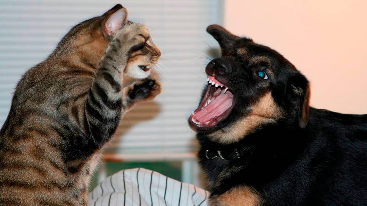 Умеют ли собаки и кошки смеяться