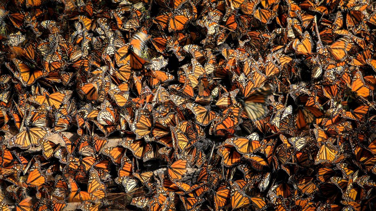 Бабочка монарх (данаида монарх): фото и описание, миграция, среда обитания