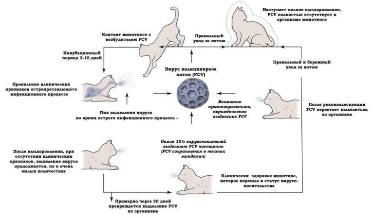 Вирусные инфекции кошек и собак - лечение и диагностика