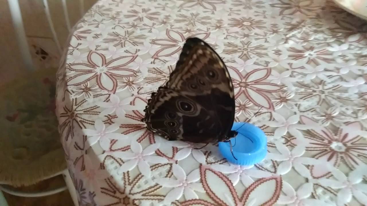 Чем кормить домашних бабочек