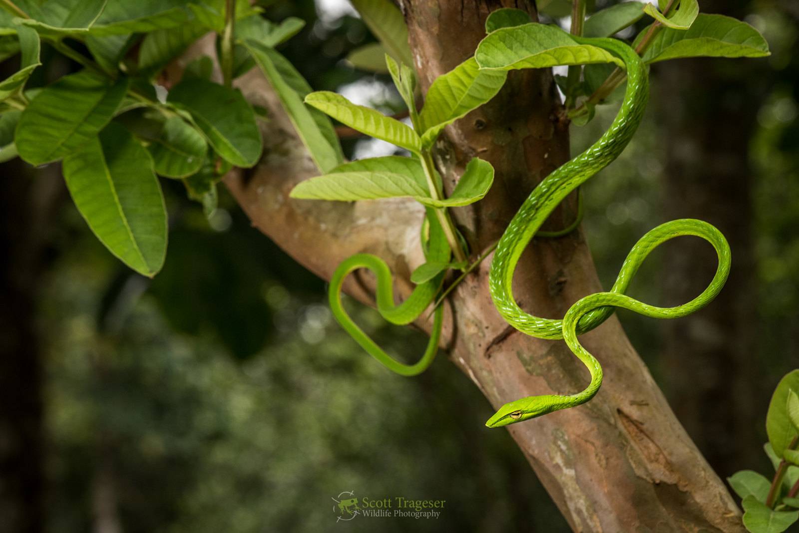 Плетевидная змея - настоящие ужи | некоммерческий учебно-познавательный интернет-портал зоогалактика